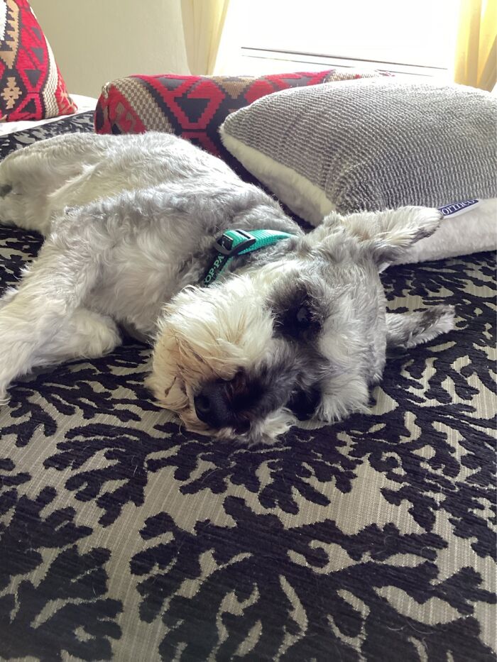 My Girl Chloe’ Keeping Her Eye On Me While I Work.