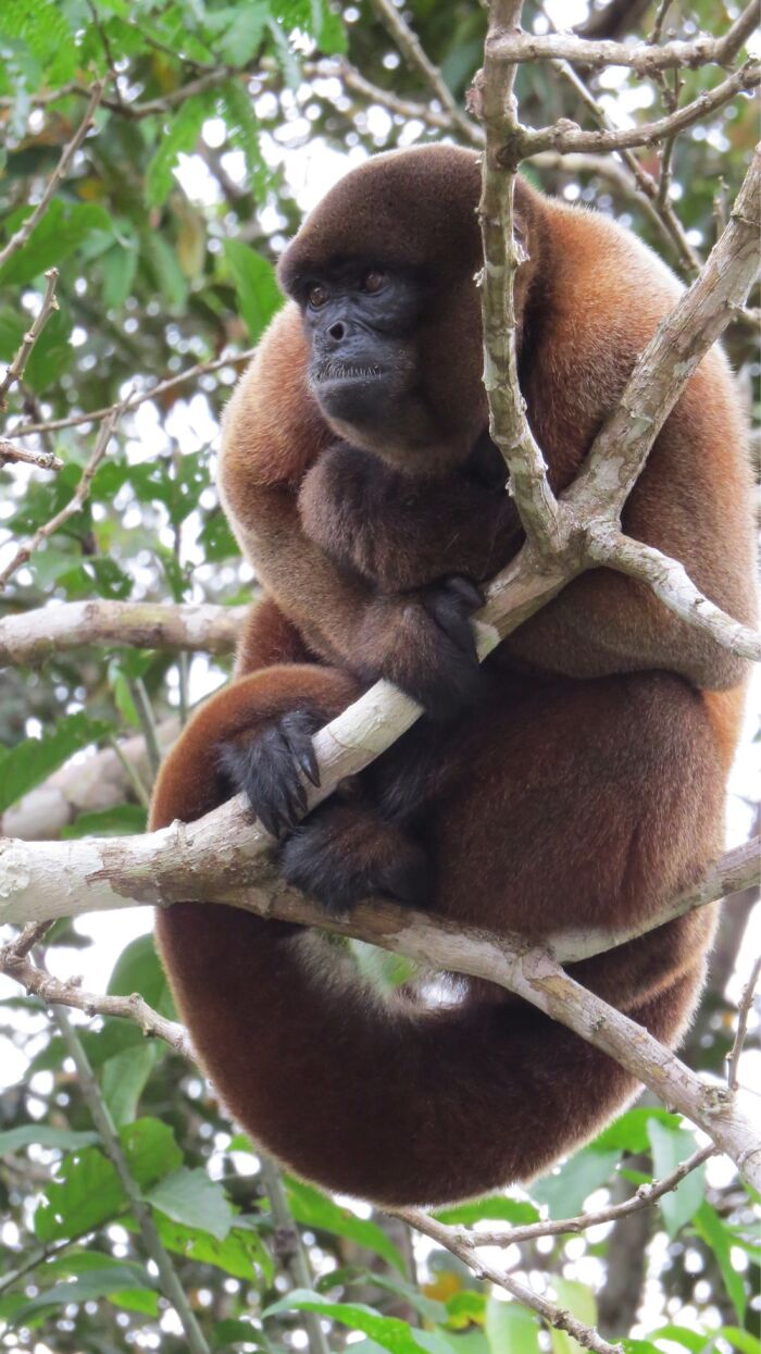 Woolly Monkey Once Hunted To The Brink Of Extinction So People Could Use Their Tails As Dusters