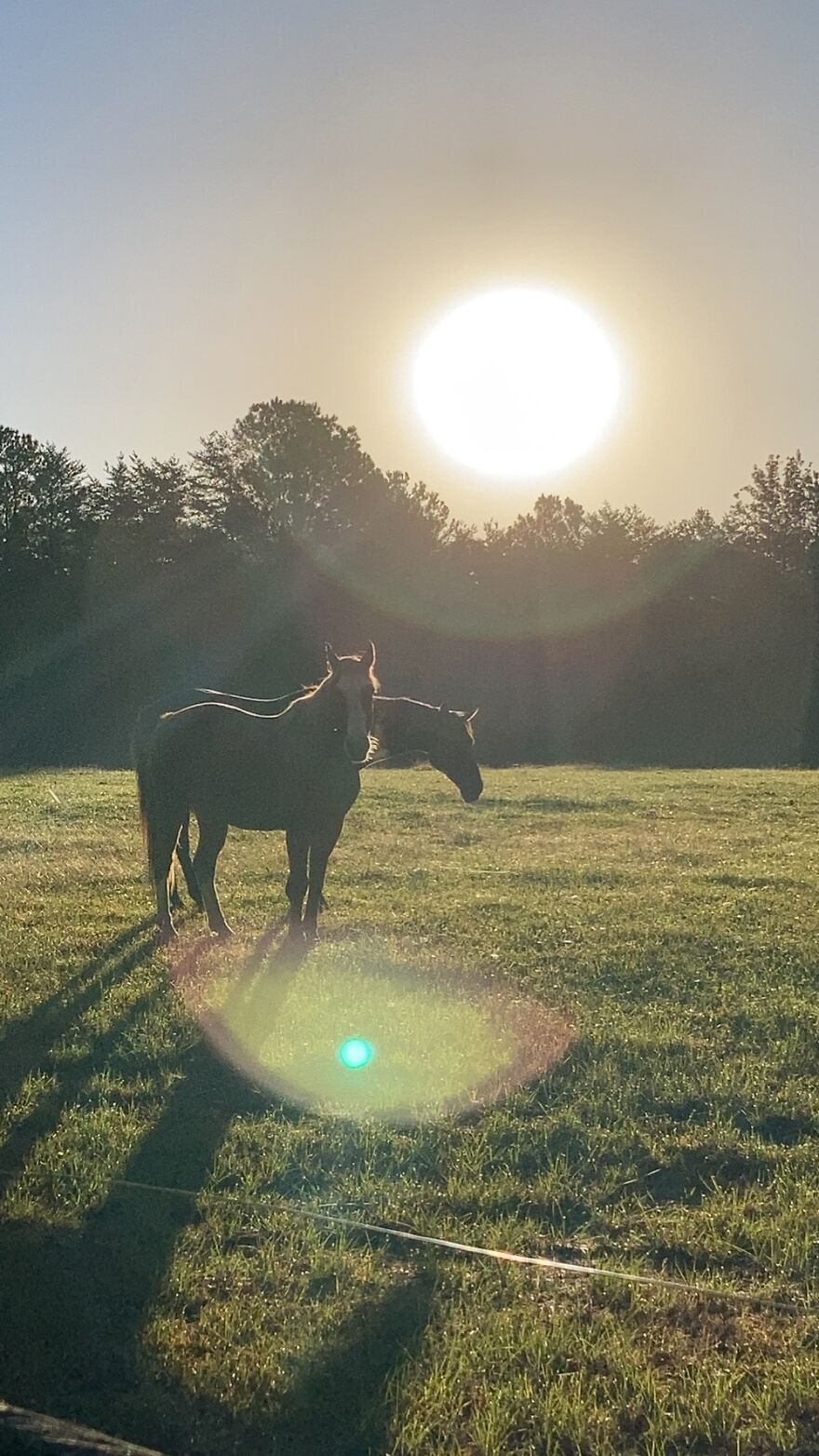 Horses In The Sun.