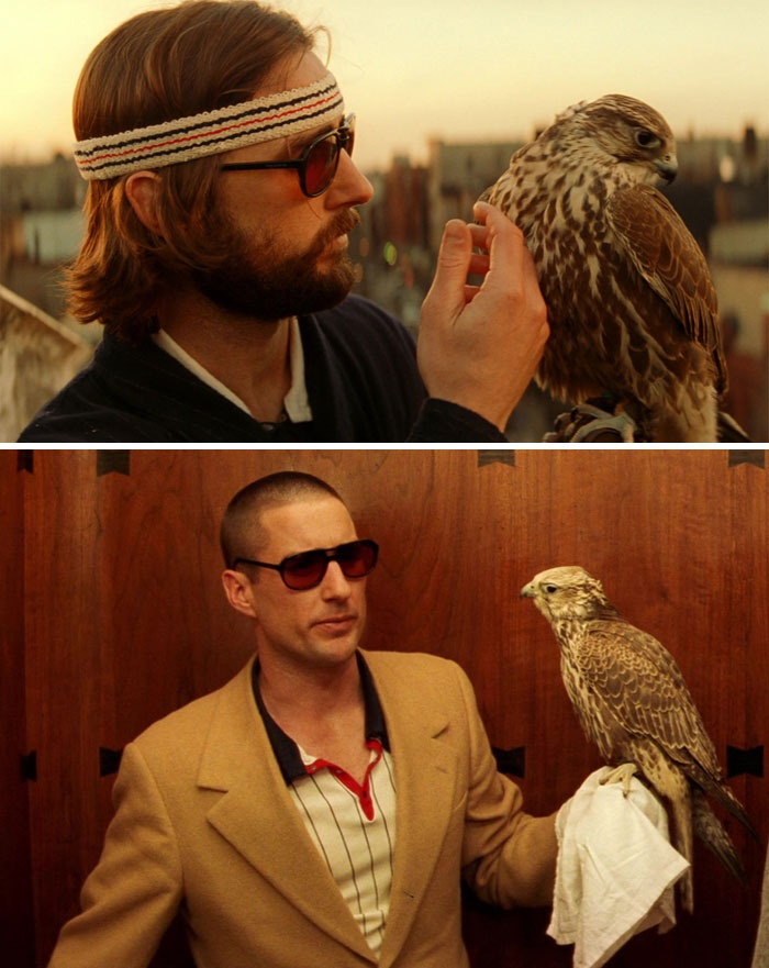 In The Royal Tenenbaums (2021), Mordecai's Dramatic Change In Appearance Was Written Into The Movie Because The Hawk Portraying Him Was Kidnapped During Filming