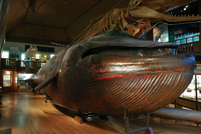 La única ballena azul taxidermizada del mundo se encuentra en Gotemburgo, Suecia