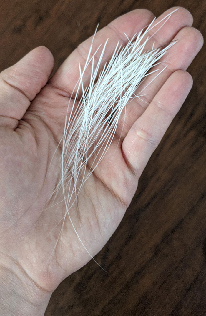 6 Years Worth Of Stray Whiskers I Have Collected From My Cat