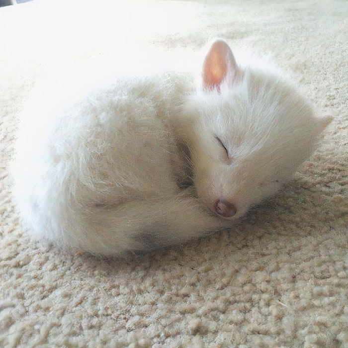 Lil Sleeping Fox Cub