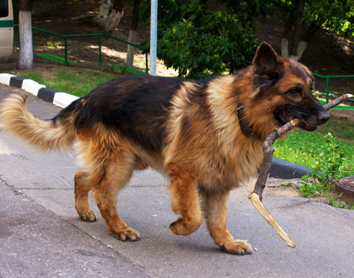 Bride Asks Brother-In-Law Not To Bring His Dog To Her Wedding, BIL Ends Up Being Kicked Out For Ignoring Bride’s Request