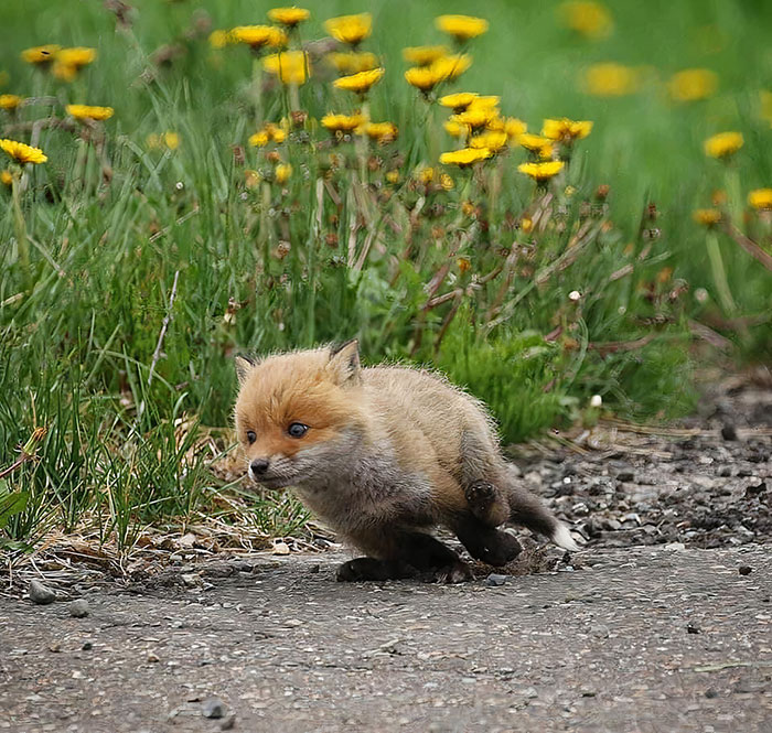 Baby Fox In A Hurry
