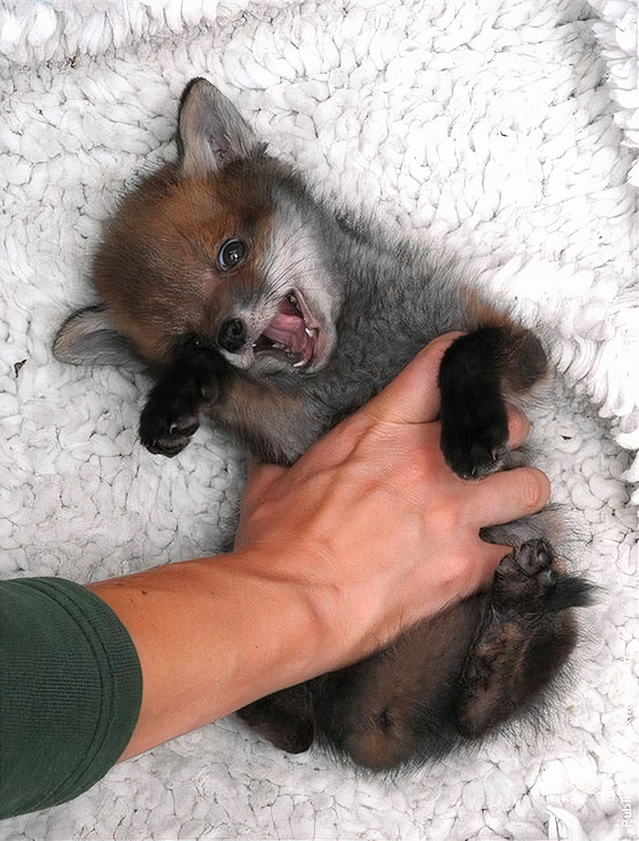 Baby Fox Is Too Cute.. I Just, Just Can't Handle It