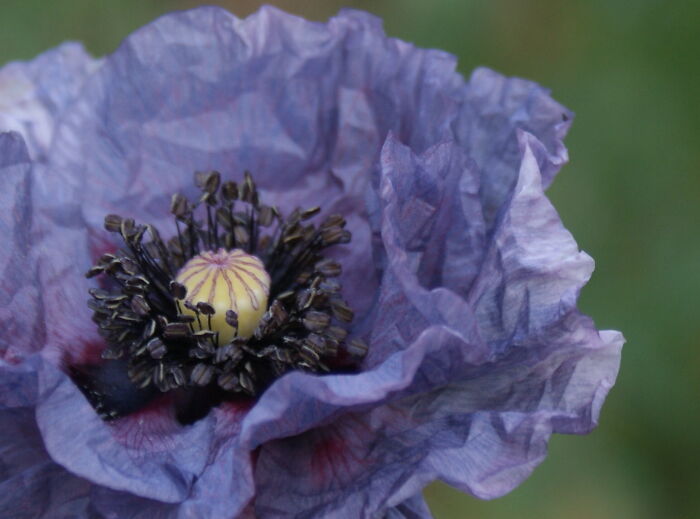 Poppy In An Unusual Color