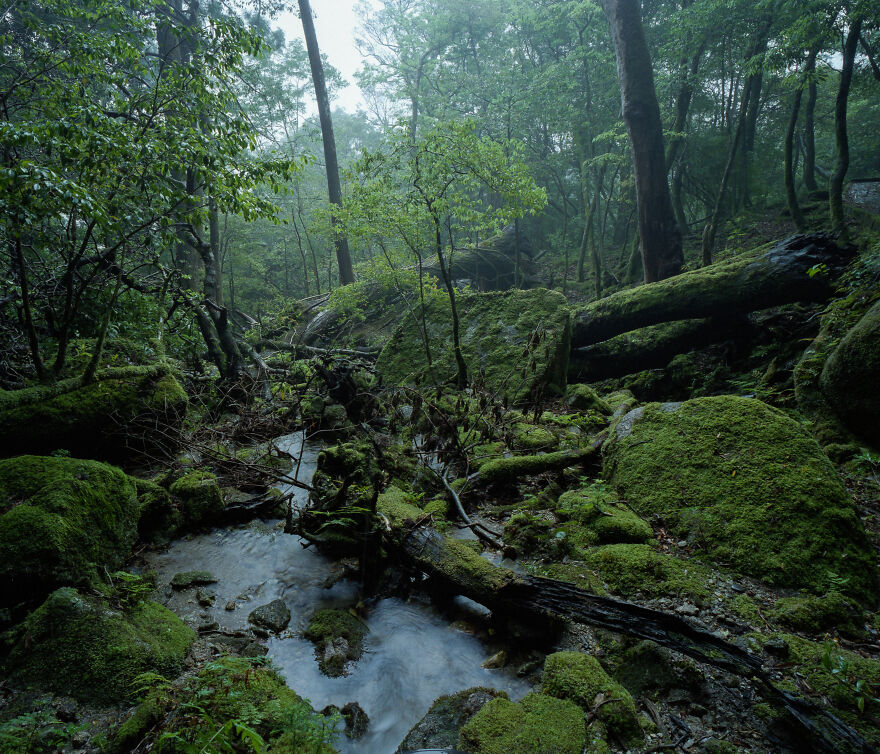 Yakushima, Japan. The Island On Which Princess Mononoke Is Based. Never Before Have I Experienced Such Dense Primordial Atmosphere. This Photo Was Shot On Film (Mamiya 7, Fujifilm Pro 400h).