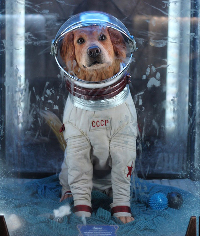 Cosmo The Spacedog