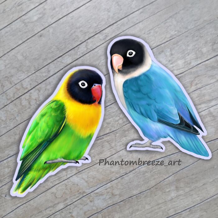 Black Masked Lovebirds