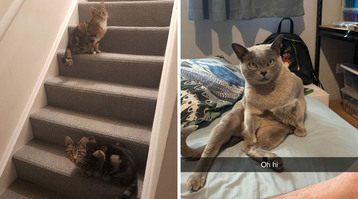 40 Of The Best ‘My House, Not My Cat’ Moments That Left Humans Totally Bamboozled (New Pics)