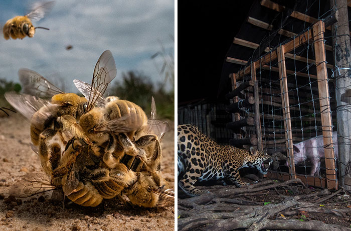 The BigPicture Natural World Photography Competition Took Place For The 9th Time And Here Are 49 Winning Images And Finalists