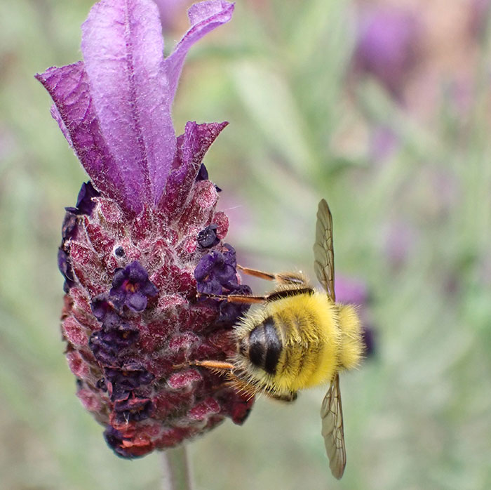 22 Of My Favorite Pieces Of Macro Photography That I Have Taken Over The Past Year