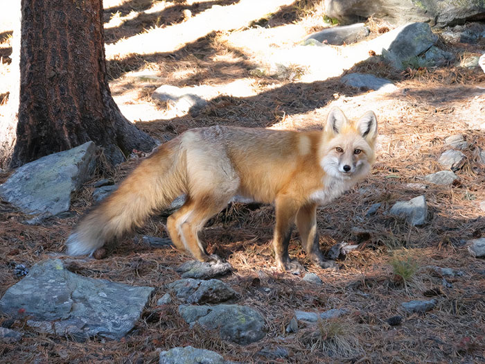 Fluffy Fox In Colorado