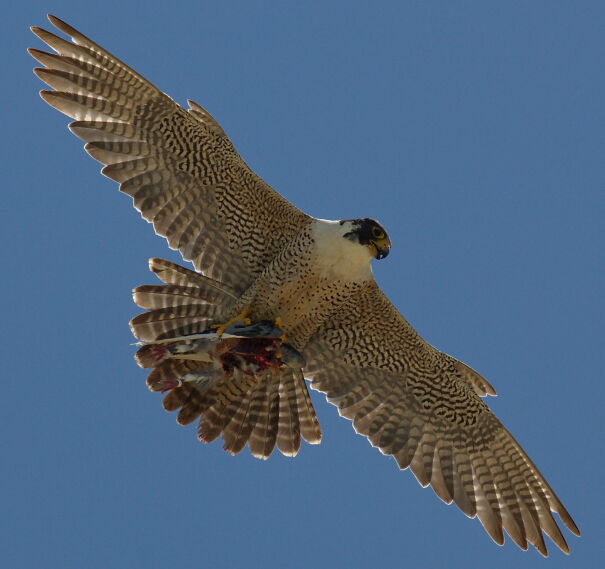 peregrine-62b9f44cc5f94.jpg