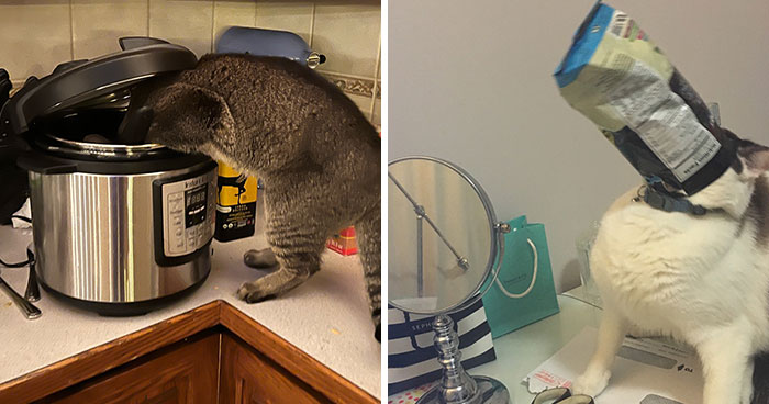 “Fluffy Food Thieves”: 38 Of The Best Photos Of Pets Trying To Steal Food Or Beverages, As Shared By The Panda Community