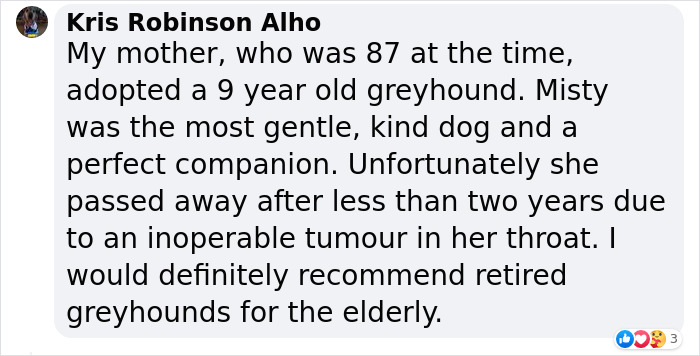 New Pilot Project Will See Rescued Greyhounds Visiting The Elderly In Aged Care Homes In Australia New Pilot Project Will See Rescued Greyhounds Visiting The Elderly In Aged Care Homes In Australia