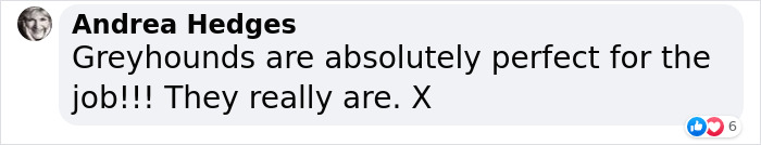 New Pilot Project Will See Rescued Greyhounds Visiting The Elderly In Aged Care Homes In Australia New Pilot Project Will See Rescued Greyhounds Visiting The Elderly In Aged Care Homes In Australia