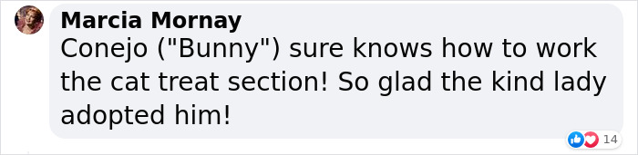 Stray Cat Begging For Food At A Store Melts This Woman's Heart, So She Adopts It And Shares Its Glow Up On Instagram Stray Cat Begging For Food At A Store Melts This Woman's Heart, So She Adopts It And Shares Its Glow Up On Instagram