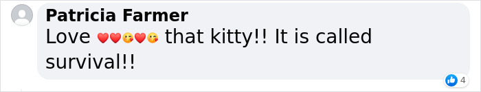 Stray Cat Begging For Food At A Store Melts This Woman's Heart, So She Adopts It And Shares Its Glow Up On Instagram Stray Cat Begging For Food At A Store Melts This Woman's Heart, So She Adopts It And Shares Its Glow Up On Instagram