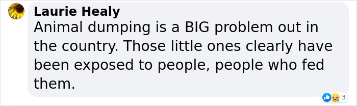 Man ‘Ambushed’ By Kittens As He Stops On The Side Of The Road To Rescue One Man ‘Ambushed’ By Kittens As He Stops On The Side Of The Road To Rescue One