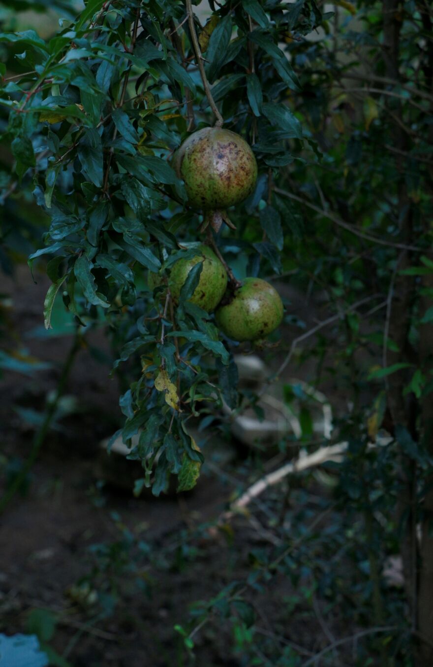 Pomegranate Fruit In The Garden