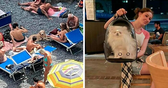 35 Funny And Adorable Dogs That Were Sneakily Photographed And Ended On Up On ‘Dogs Poorly Photographed’ IG Page