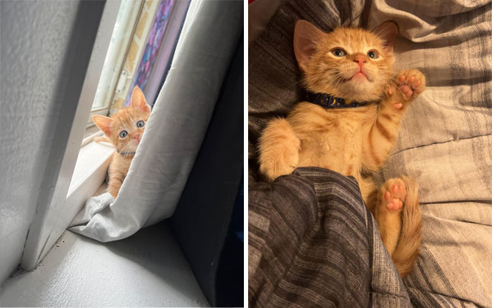 My Friend Recently Adopted A Kitten And Has Been Sending Me The Cutest Pics Of Him