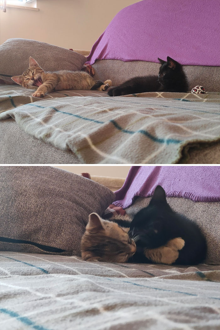 My Void Was Lonely When We Would Go To Work. Then We Decided To Adopt His Sister! Meet Lilly (Sic) And Gregory (Voidling)