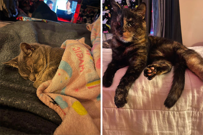 My Wife And I Officially Adopted These Two Today . After Taking Care Of Them For The Better Part Of 3 Years Our Landlord Decided To Give Them To Us . Our Hearts Are Filled With Joy At Knowing We Will Never Have To Separate Again !