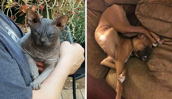 50 Soul-Healing Rescue Pet Pics To Make You Smile (May Edition)