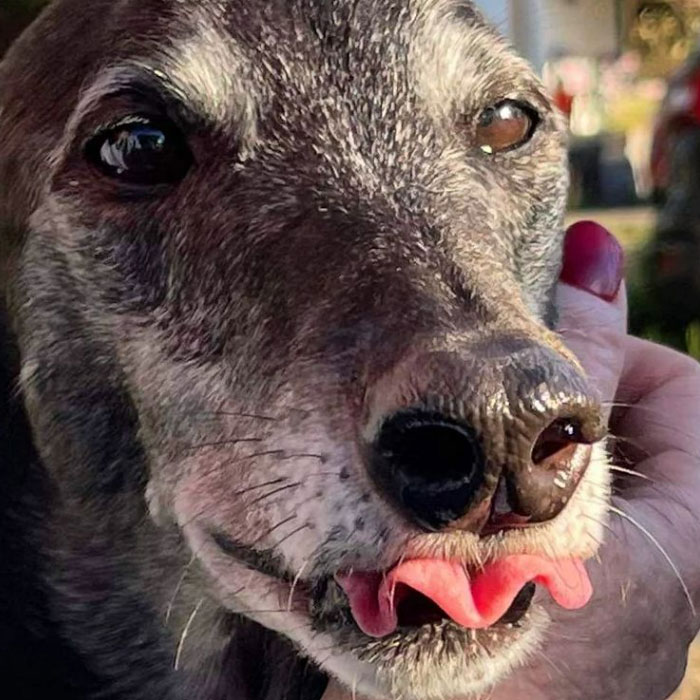New Pilot Project Will See Rescued Greyhounds Visiting The Elderly In Aged Care Homes In Australia New Pilot Project Will See Rescued Greyhounds Visiting The Elderly In Aged Care Homes In Australia