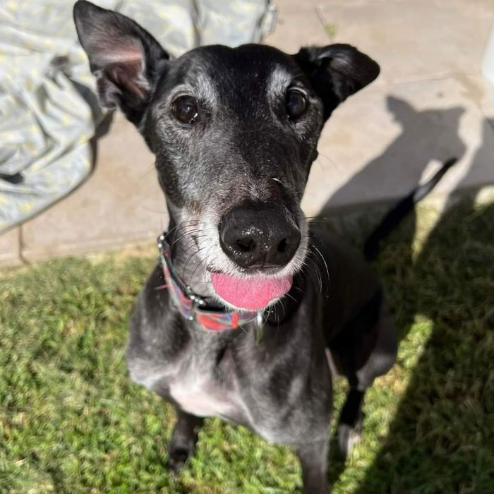 New Pilot Project Will See Rescued Greyhounds Visiting The Elderly In Aged Care Homes In Australia New Pilot Project Will See Rescued Greyhounds Visiting The Elderly In Aged Care Homes In Australia