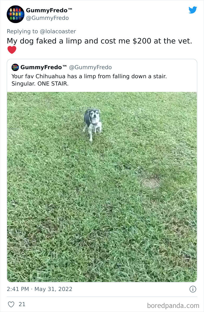 Ridiculous-Vet-Bills