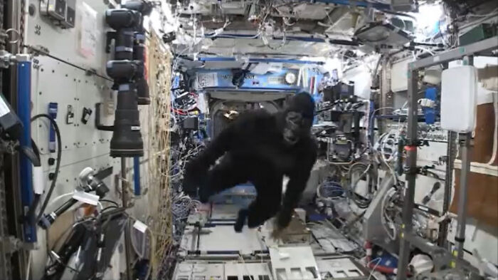 El astronauta Mark Kelly llevó a escondidas un traje completo de gorila a bordo de la Estación Espacial Internacional. No se lo dijo a nadie. Un día, sin que nadie lo supiera, se lo puso