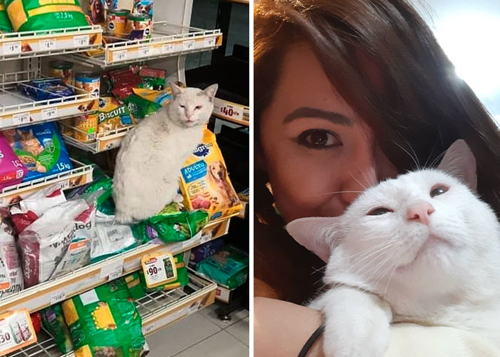 Stray Cat Begging For Food At A Store Melts This Woman’s Heart, So She Adopts It And Shares Its Glow Up On Instagram