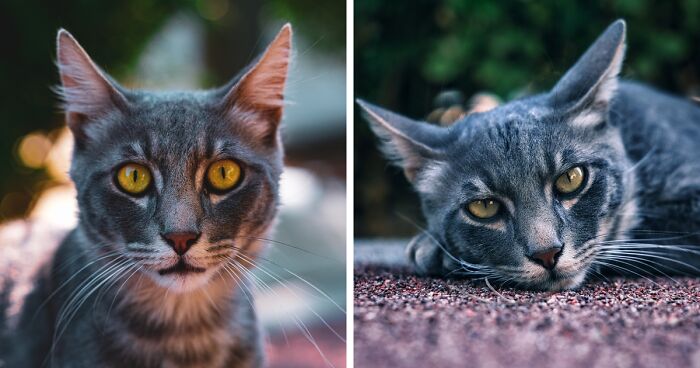 The Diversity Of Stray Cats Living On The Streets In Limassol, Cyprus That I Captured (22 Pics)