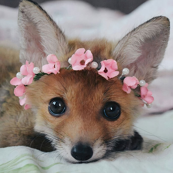 Baby Fox With A Flower Crown!