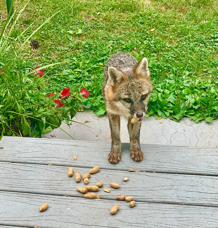 Leaves Peanuts Out For Chipmunks... Gets Grey Fox Instead