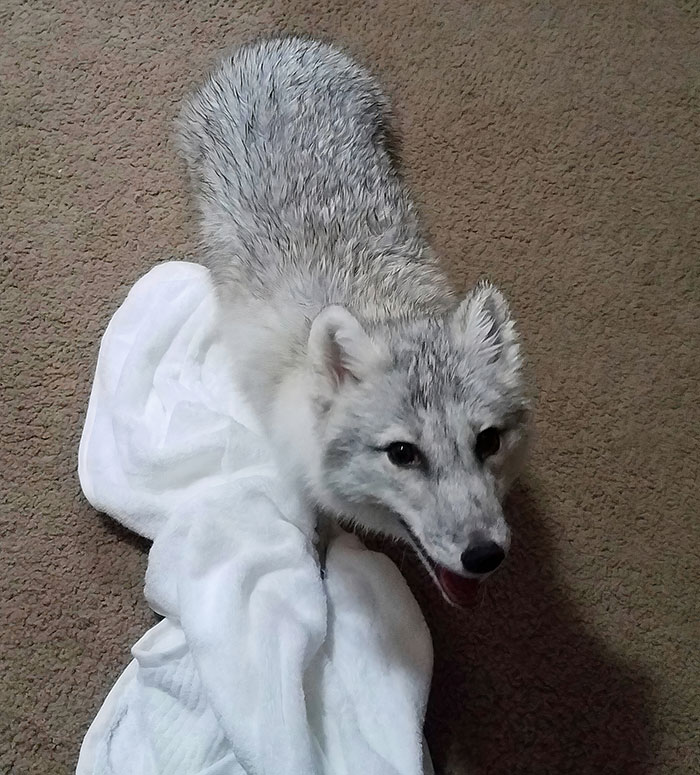 Cute Arctic Fox After A Bath