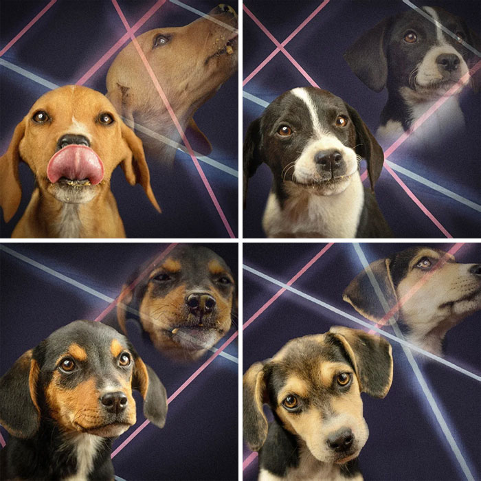 I'm An Animal Shelter Photographer. A Stranger From The Internet Sent Me This Very Cool Laser Backdrop