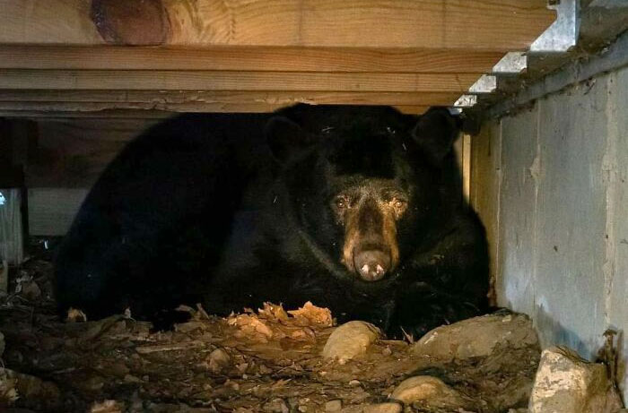 Couple Finds Bear Setting Up Winter Hibernation Under Their Deck. Allows Him To Stay Rent-Free