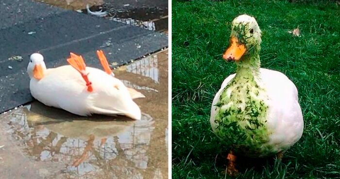 This Page “Why You Should Have A Duck” Is Dedicated To All Things Ducks And Here Are 35 Of The Best Posts