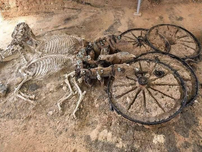 Skeletons Of A 2000 Year Old Thracian Chariot. Found In Karanovo, Bulgaria