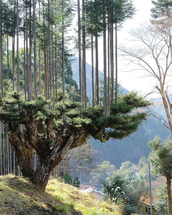 The Japanese Have Been Producing Wood For 700 Years Without Cutting Down Trees
