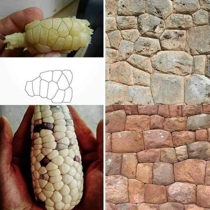 It Took Me Years To Realize That The Inca And Pre-Columbian Architecture Is Directly Related To The Structure Of The Corn Kernels. In A Western Model Of Thought, One Might Judge The Shapes As Irregular, But In A Universal Thought, Everything Is A Correlation Between Cosmos, Science, Art And Humanity. Fractal Nature