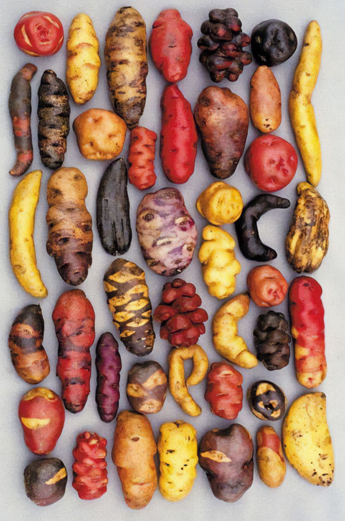 Different Varieties Of Potato, Grown In Peru