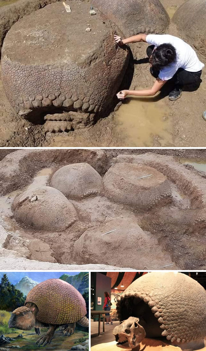 An Argentine Farmer Found This 20,000-Year-Old Family Of Giant Armadillos (Glyptodon) Buried Near A River. They Were All Looking In The Same Direction, As If They Were Walking Towards Something, The Largest Being The Size Of A Volkswagen Beetle, It Is Estimated That They Weighed Around 2 Tons