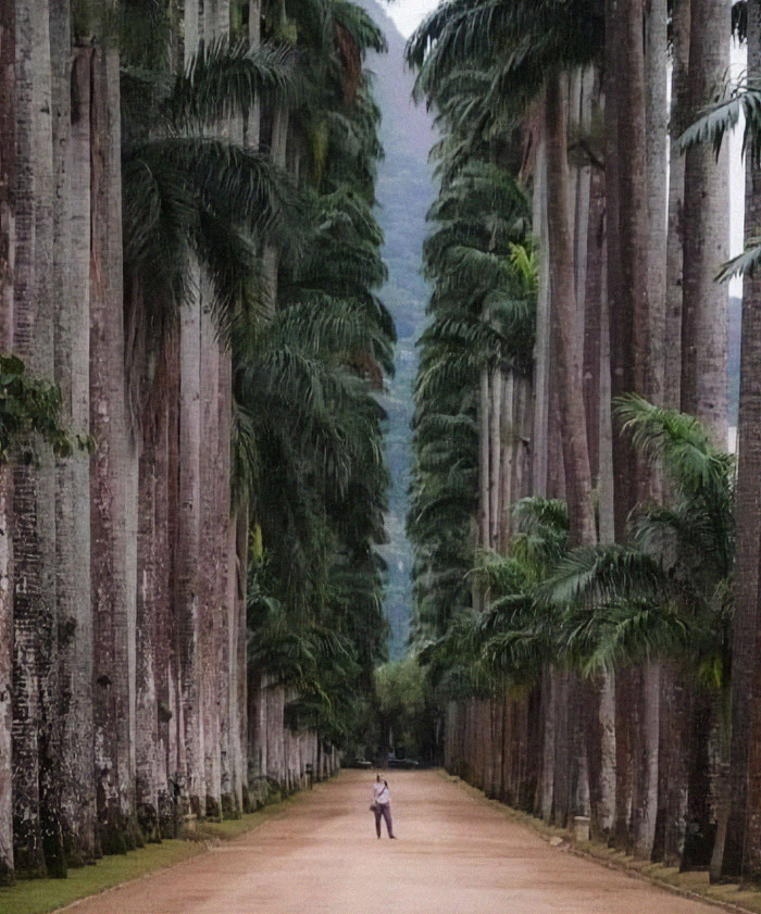 Botanical Park Of Rio De Janeiro Brazil. Founded In 1808, It Is Considered One Of The Most Important In The World