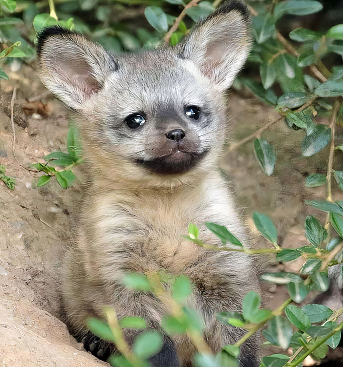 Bat-Eared Fox, Africa